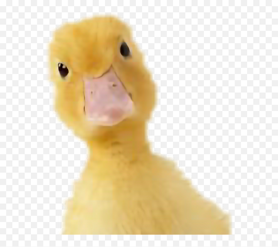 Ducks Ayyy - Duck Emoji,Ayyy Emoji