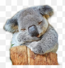 Popular And Trending Coala Stickers On Picsart - Koala Hospital Australia Logo Emoji,Koala Emoji On Snapchat