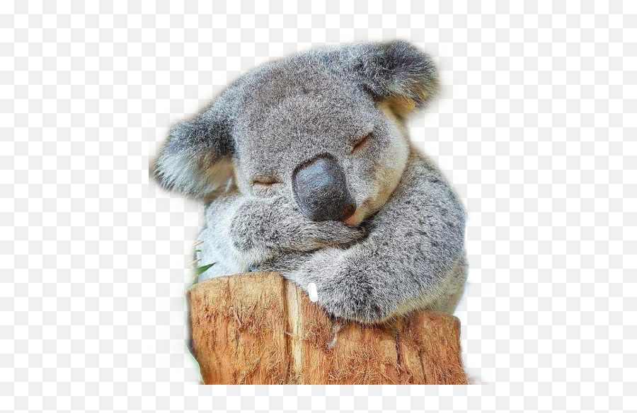 Popular And Trending Coala Stickers On Picsart - Koala Hospital Australia Logo Emoji,Koala Emoji On Snapchat