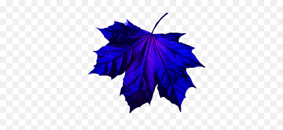Blue - Leafpng 500333 Maple Leaf Images Leaf Images Real Blue Maple Leaf Emoji,Fall Leaf Emoji