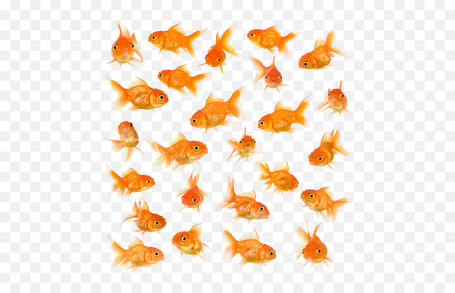 Download Little Fish Big Fish Swimming - Goldfish Emoji,Goldfish Emoji