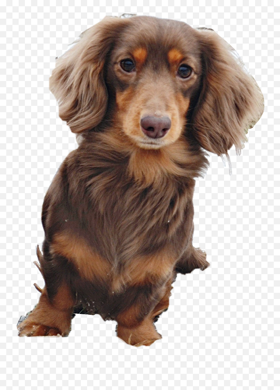 Wienerdog Dachshund Puppy Pupndog - Companion Dog Emoji,Wiener Dog Emoji