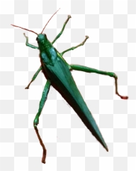 Cricket - Insects Emoji,Cricket Emoji With Sound
