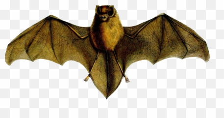Natalus Stramineus - Emoji