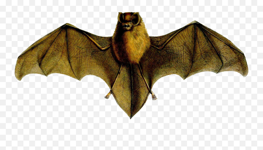 Natalus Stramineus - Natalus Emoji,Bat Emoticon Text