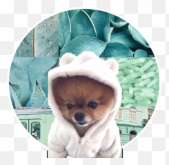 Adorable Little Jiff Another Request In So Happy - Pomeranian Emoji,Jiffpom Emoji