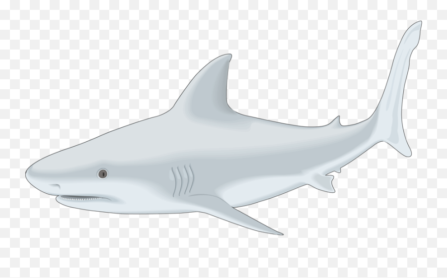 Sharks - Squaliformes Emoji,Shark Fin Emoji