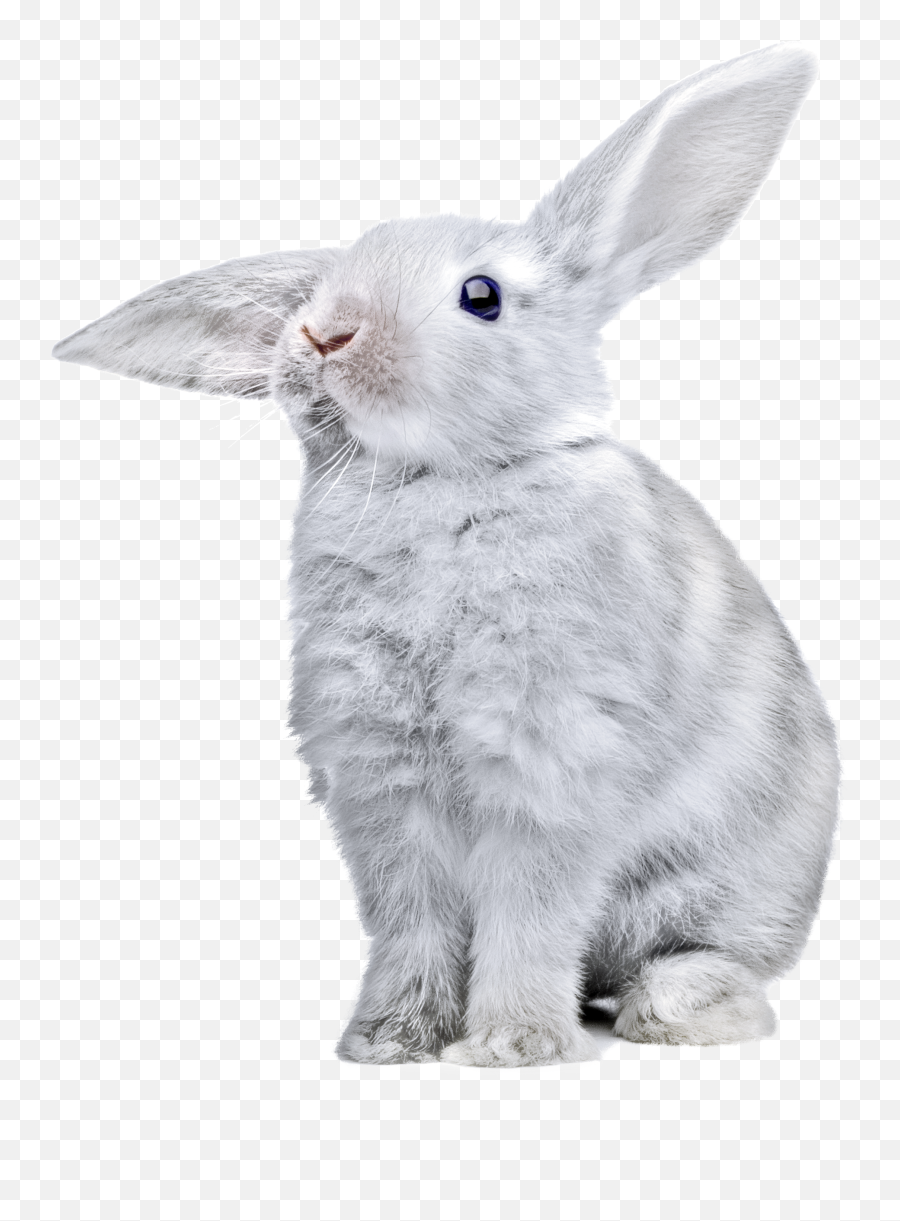 White Rabbit Png Image Png Download - Rabbit Png Emoji,White Rabbit Emoji