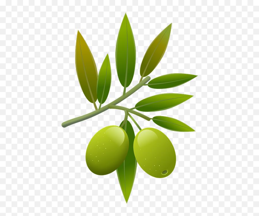 Illustration Olives Oil - Olive Emoji,Olive Oil Emoji