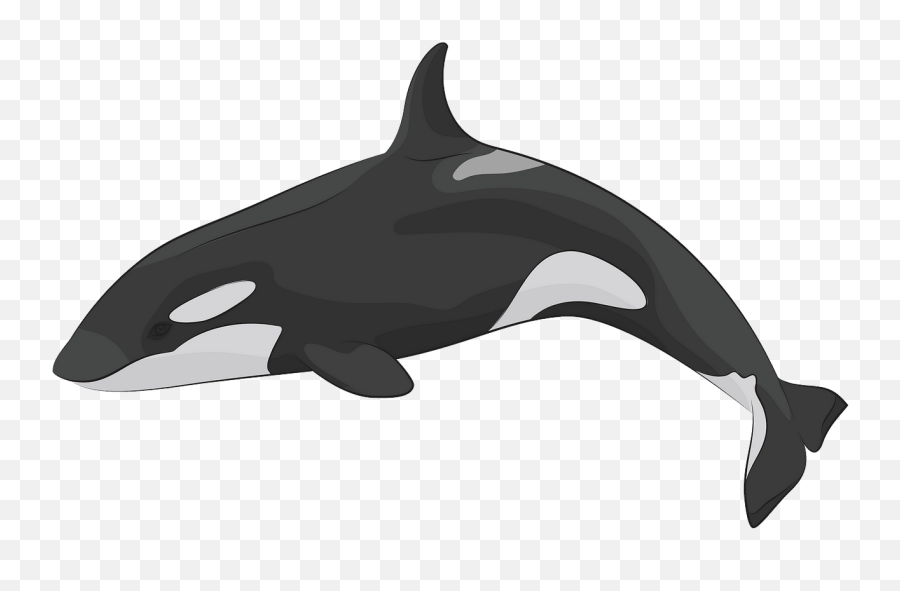 Killer Whale Clipart - Killer Whale Clipart Emoji,Whale Emoji