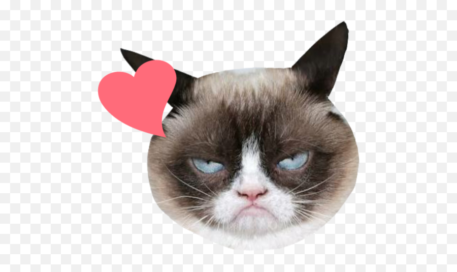 Cat Coolcat Cool Heart Coolheart - Cool Cat With Heart Emoji,Cool Cat Emoji