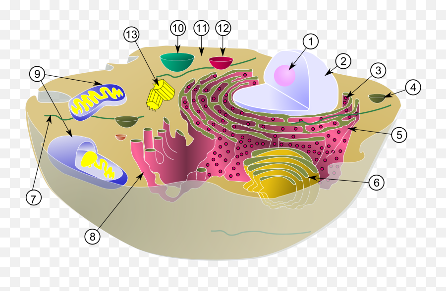 Intracellular Fluid In Cell Emoji,Emoji Dictionary