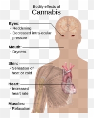 Bodily Effects Of Cannabis - Bodily Effects Of Cannabis Emoji,Shoulder Shrug Emoji
