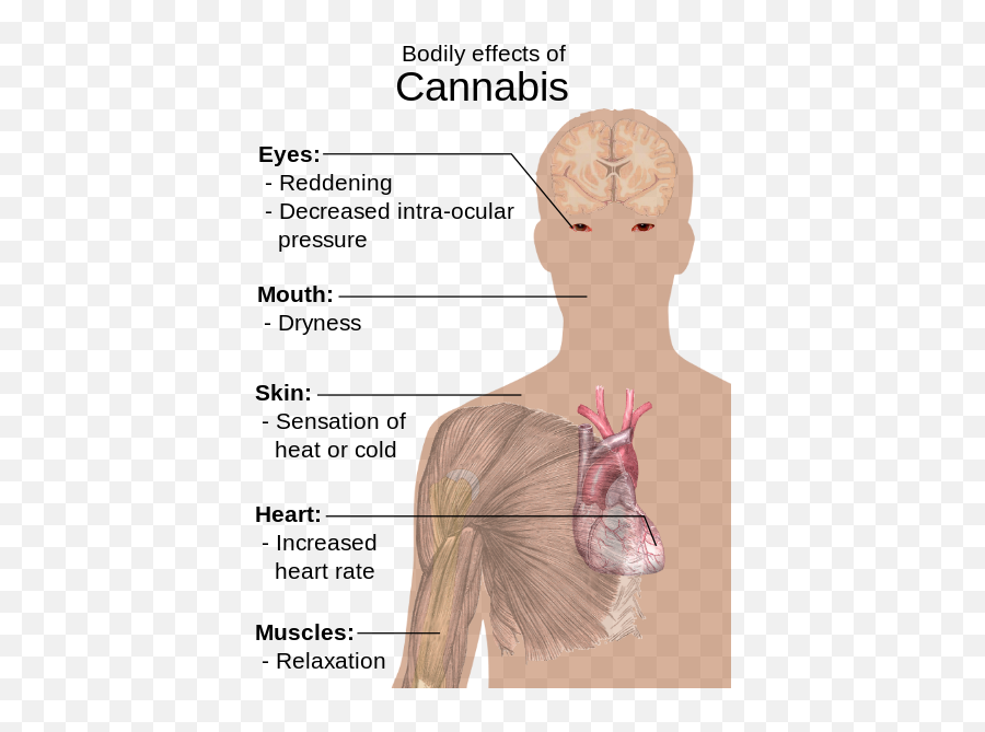 Bodily Effects Of Cannabis - Bodily Effects Of Cannabis Emoji,Shoulder Shrug Emoji