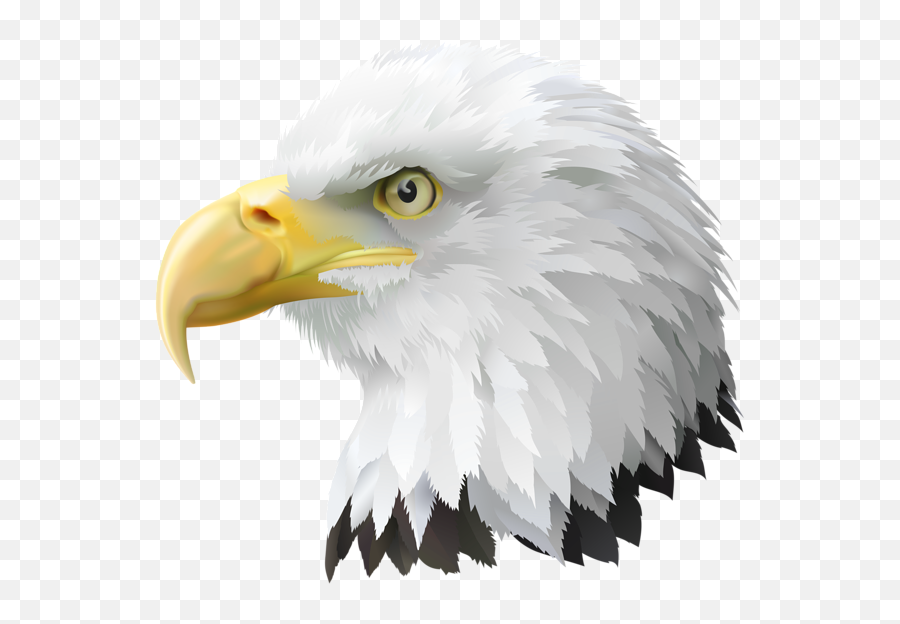 9 Bald Eagle Clipart Kite Bird Free Clip Art Stock - Bald Eagle Head Png Emoji,Philadelphia Eagles Emoji