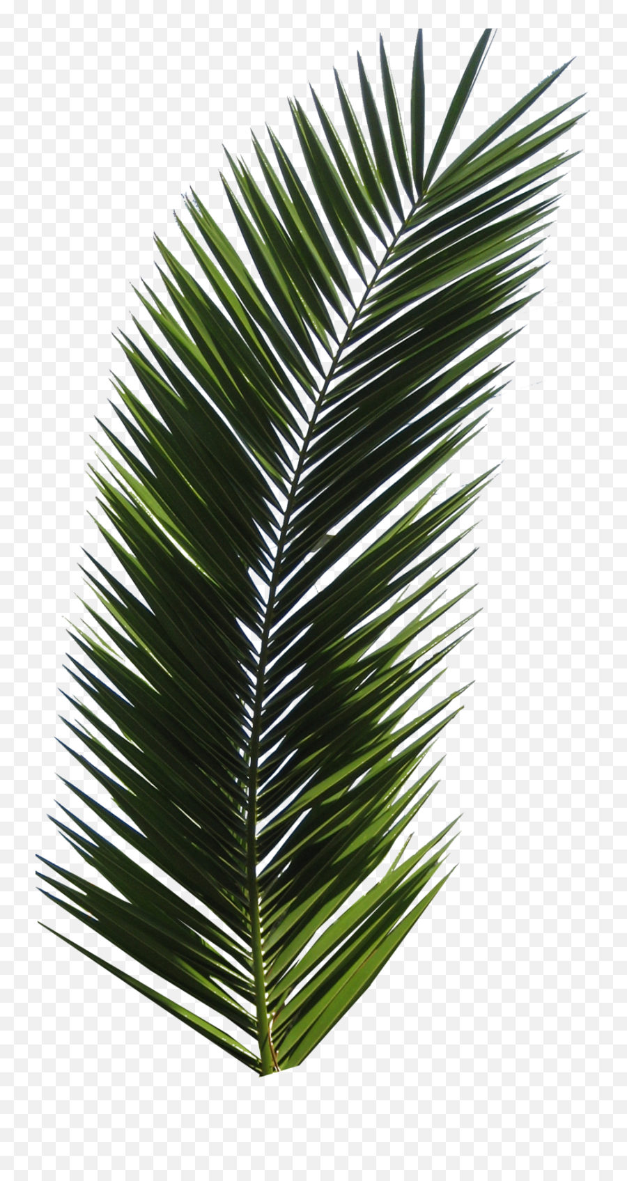 Palm Tree Png Image 2499 - Real Palm Leaf Png Emoji,Palm Tree Emoji Png