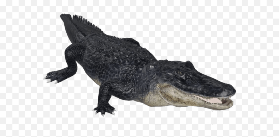 Kumar Janglu - Alligator View In 3d Google Emoji,Flag Alligator Emoji