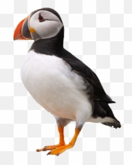 Puffin Bird Pngs Png - Puffin Png Emoji,Puffin Emoji