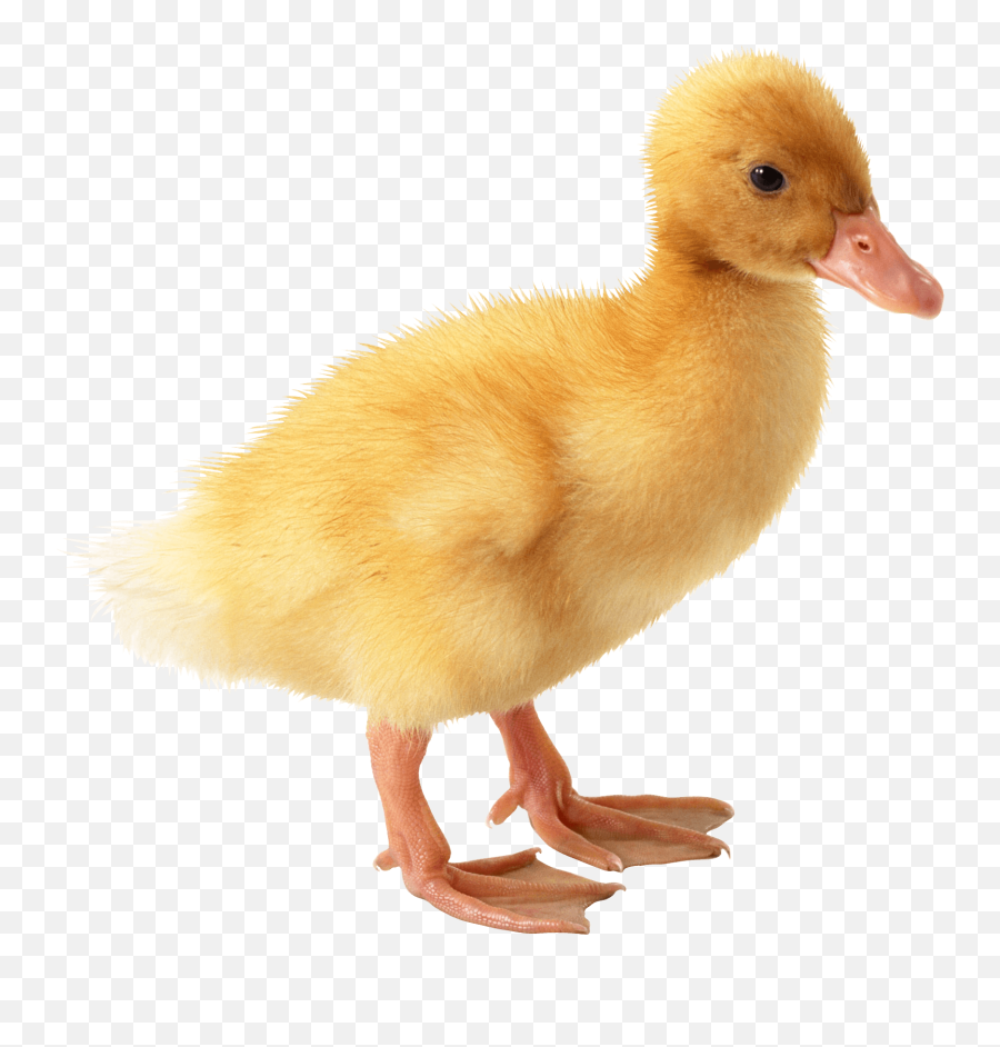 Yellow Duck Png Image Icon Favicon - Duckling Png Emoji,Yellow Duck Emoji