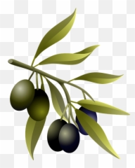 Olives Oil Fruits Olive - Aceitunas De Oliva Emoji,Olive Oil Emoji