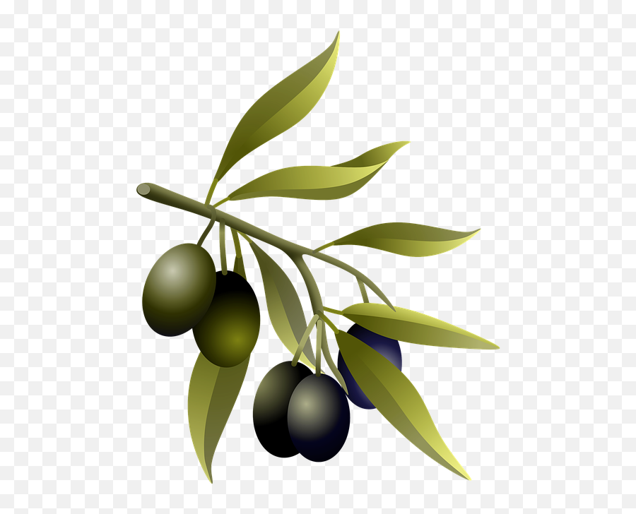 Olives Oil Fruits Olive - Aceitunas De Oliva Emoji,Olive Oil Emoji