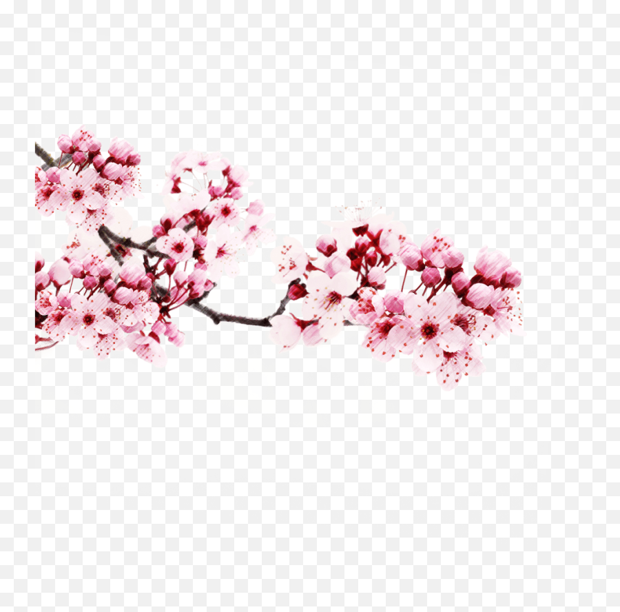 Anime Cherry Blossom Background Png - Transparent Cherry Blossom Png Emoji,Sakura Flower Emoji
