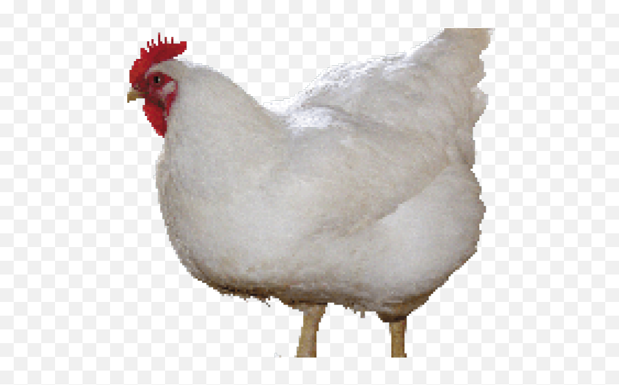 7 Chicken Soup Clipart Cream Soup Free Clip Art Stock - Transparent White Chicken Emoji,Chicken Leg Emoji