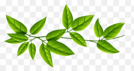 Plants With Leaves Clipart Png Images - Transparent Background Green Leaves Png Emoji,Marijuana Leaf Emoji