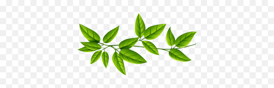 Plants With Leaves Clipart Png Images - Transparent Background Green Leaves Png Emoji,Marijuana Leaf Emoji