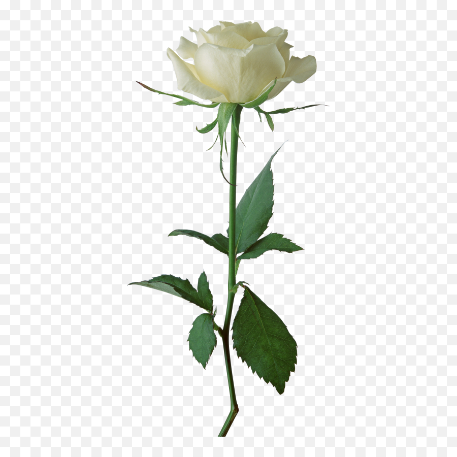 White Rose Cut Out Png - Hd White Rose Png Emoji,White Rose Emoji