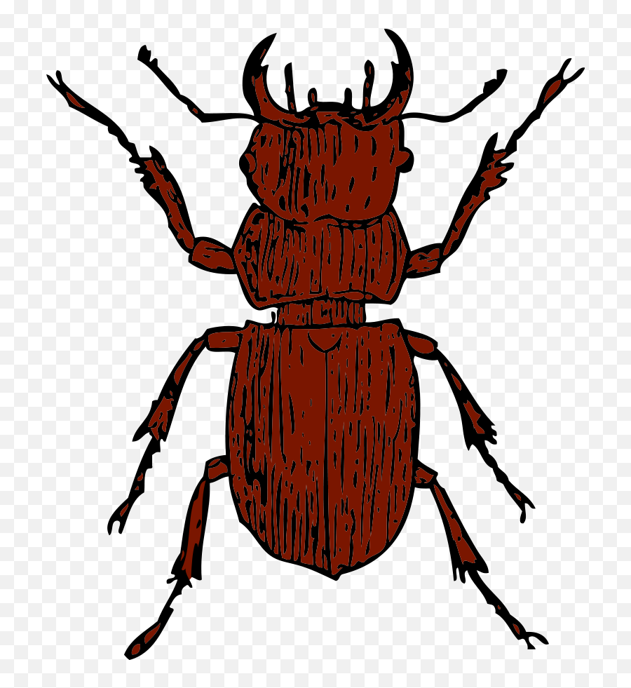 Free Beetle Cliparts Download Free Clip Art Free Clip Art - Clip Art Pine Beetle Transparent Emoji,Beetle Emoji