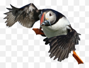 Puffin Bird Cute Pngs Png - Atlantic Puffin Emoji,Puffin Emoji