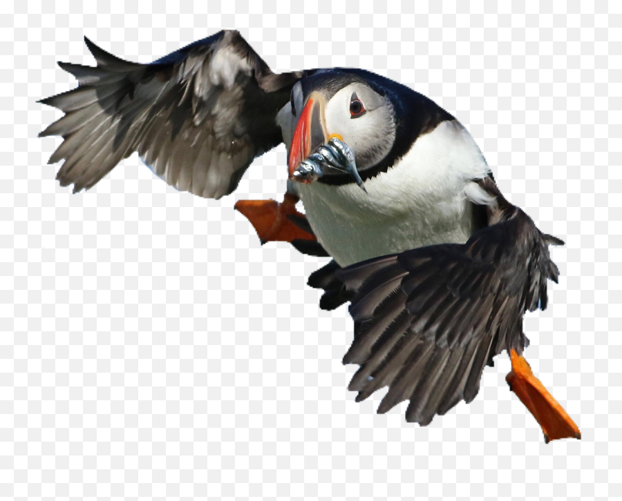 Puffin Bird Cute Pngs Png - Atlantic Puffin Emoji,Puffin Emoji