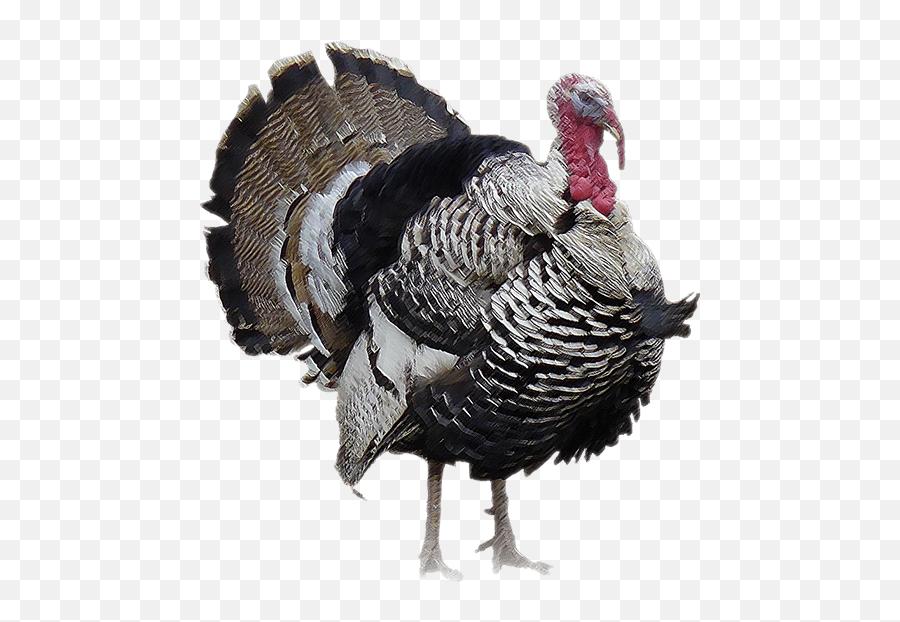 Turkey Bird Png - Wild Turkey With No Background Emoji,Emoji Arabian Nights