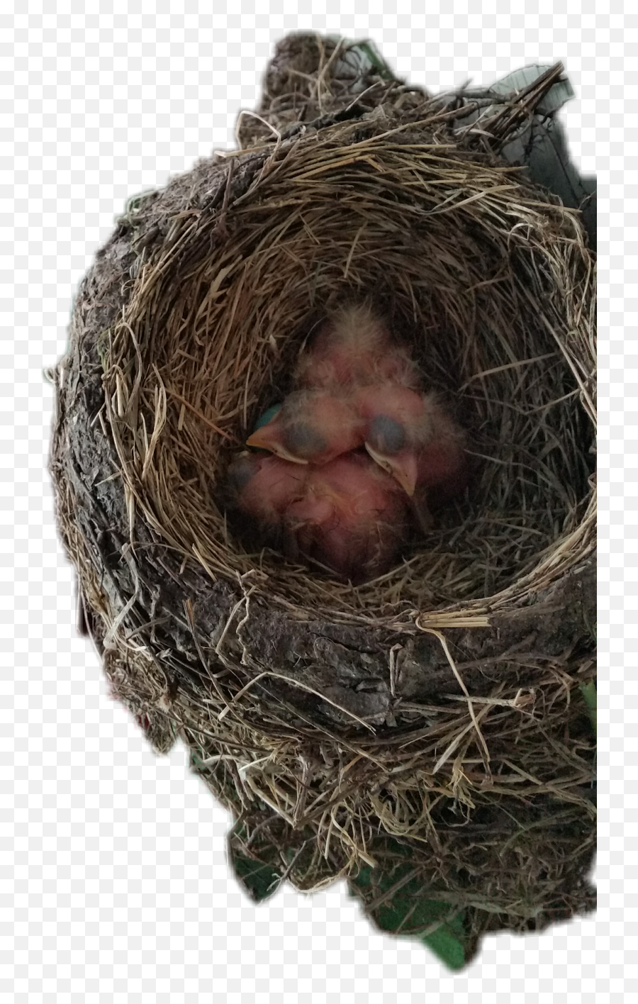 Birdnest - Nest Emoji,Bird Nest Emoji