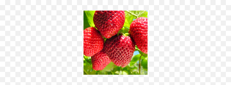 Strawberry Puzzle - By Lyar4apps Puzzle Games Category 6 Strawberry Allotment Emoji,Snapchat Fruit Emoji