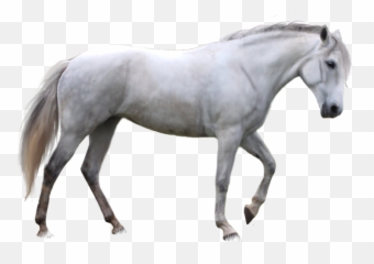 Horse Png - White Emoji