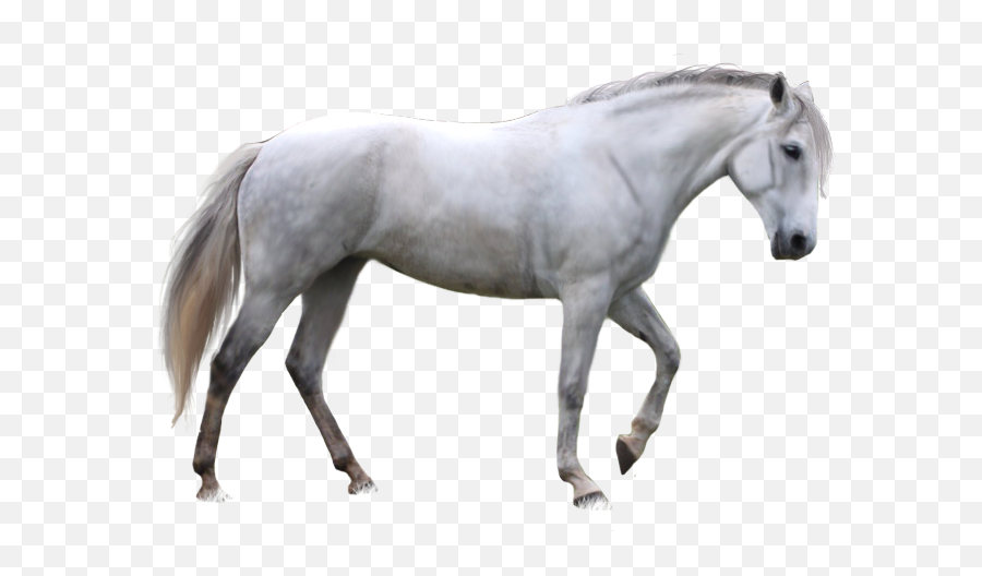 Horse Png - White Horse Png Emoji,Horse Arm Emoji