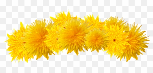 Freetoedit Dandelion Crown Flower Spring - Dandelion Emoji,Dandelion Emoji