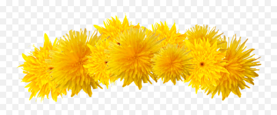 Freetoedit Dandelion Crown Flower Spring - Dandelion Emoji,Dandelion Emoji