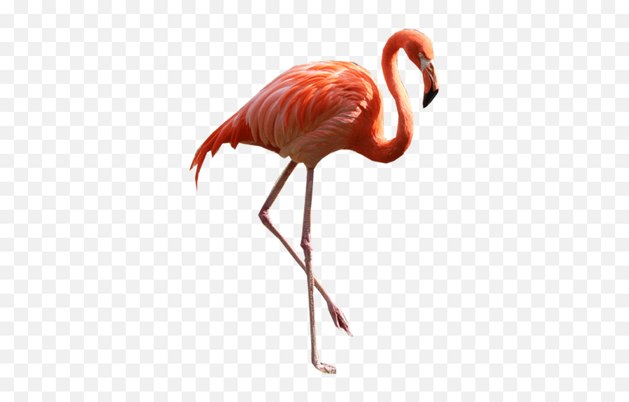 Flamingo Transparent Png Clipart Cute Flamingo Pink - Flamingo Png Emoji,Flamingo Emoji