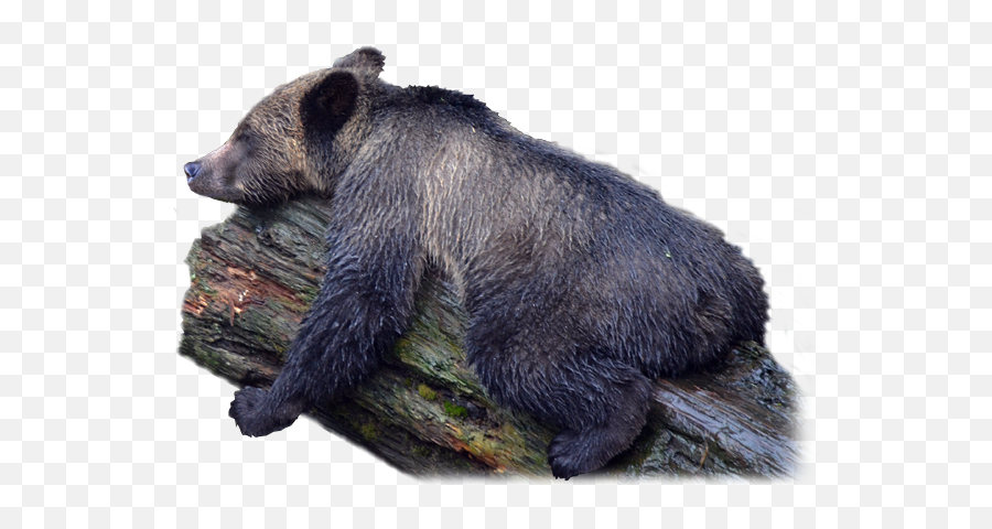 Png Bear Picture - Grizzly Bear Emoji,Grizzly Bear Emoji