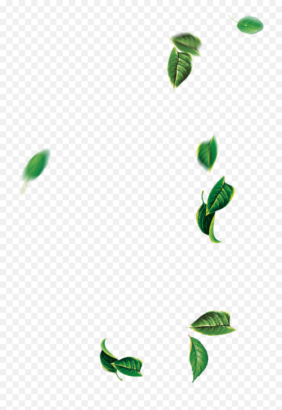 Leaf Green Tree - Falling Leaves Png Download 14001400 Tree Leaf Fall Png Emoji,Fall Leaf Emoji