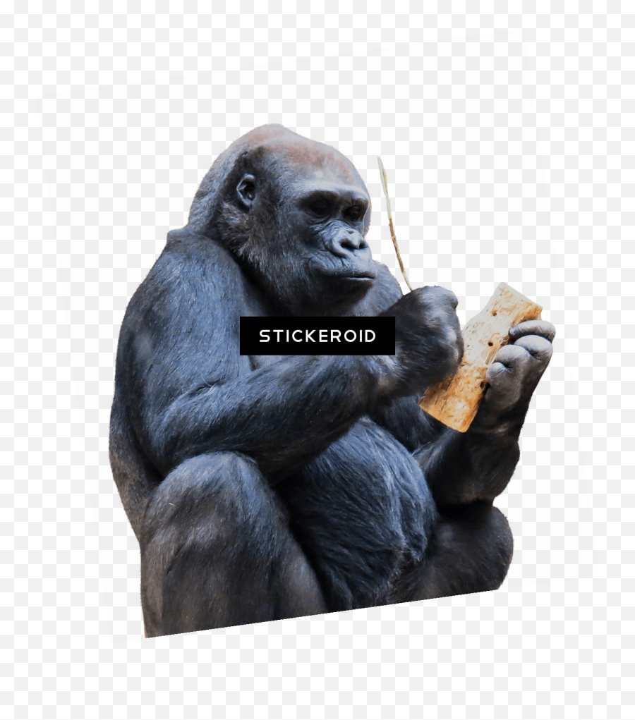 8 Gorilla - Ape Transparent Emoji,Gorilla Emoji