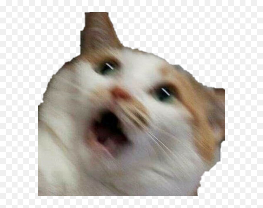Meme Cat Funny Scared Scaredcat Cats - Blurry Picture Of A Cat Emoji,Scared Cat Emoji