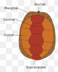 Carapax - Diagram Of A Turtle Emoji,Og Peach Emoji