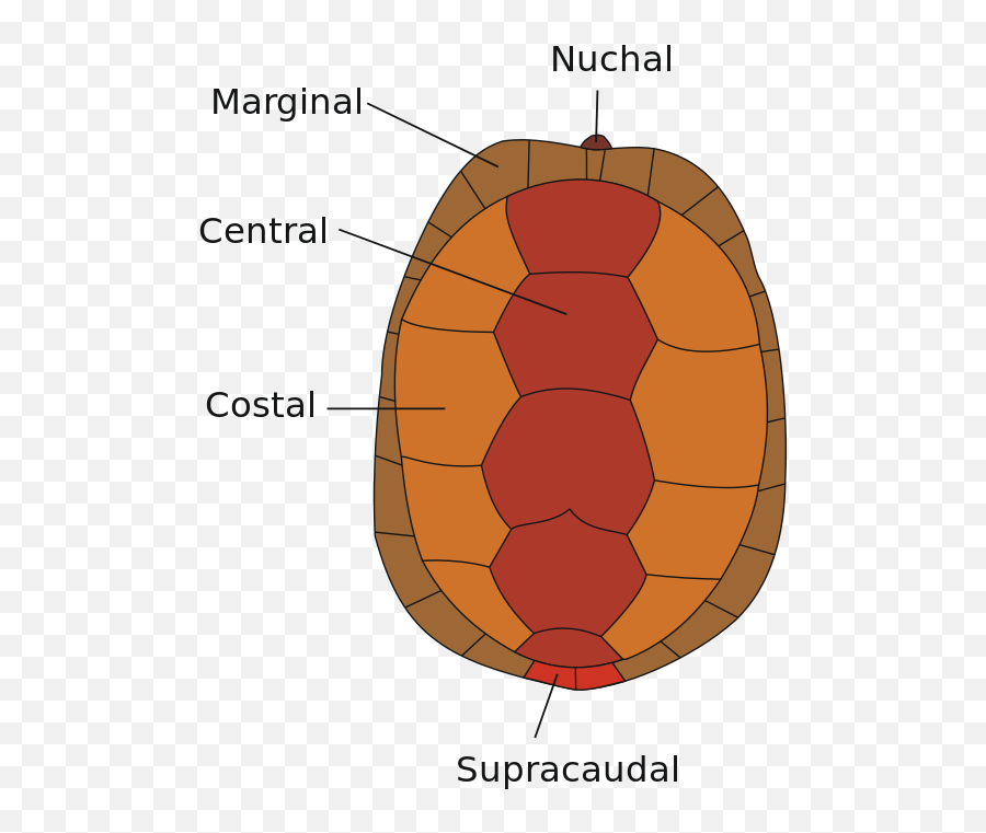 Carapax - Diagram Of A Turtle Emoji,Og Peach Emoji