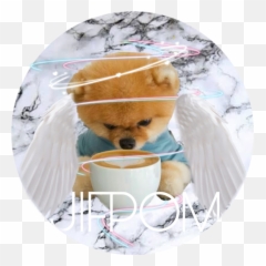 Jiffpom - Cute Pics Of Jiffpom Emoji,Jiffpom Emoji
