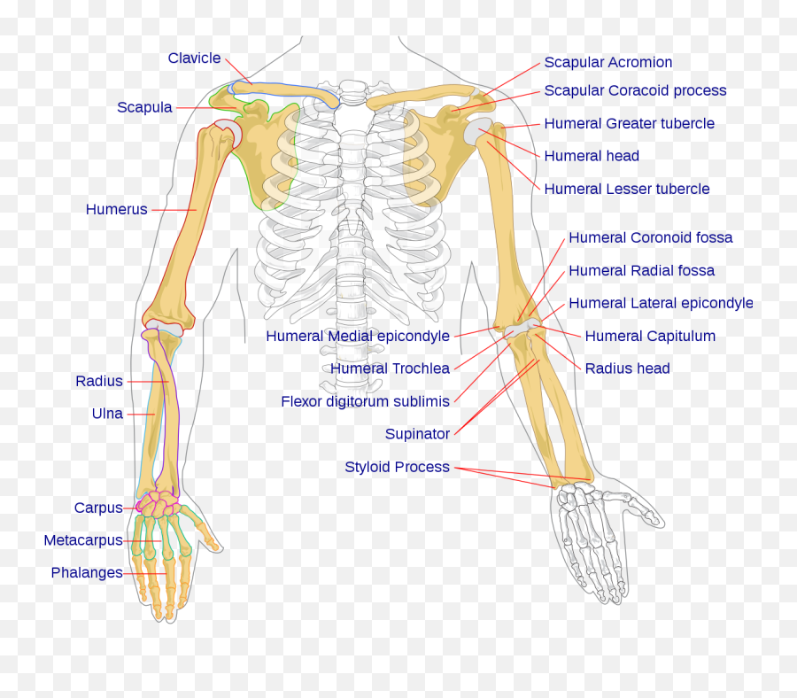 Human Arm Bones Diagram - Arm Bone Diagram Emoji,Emoji Meaning Chart