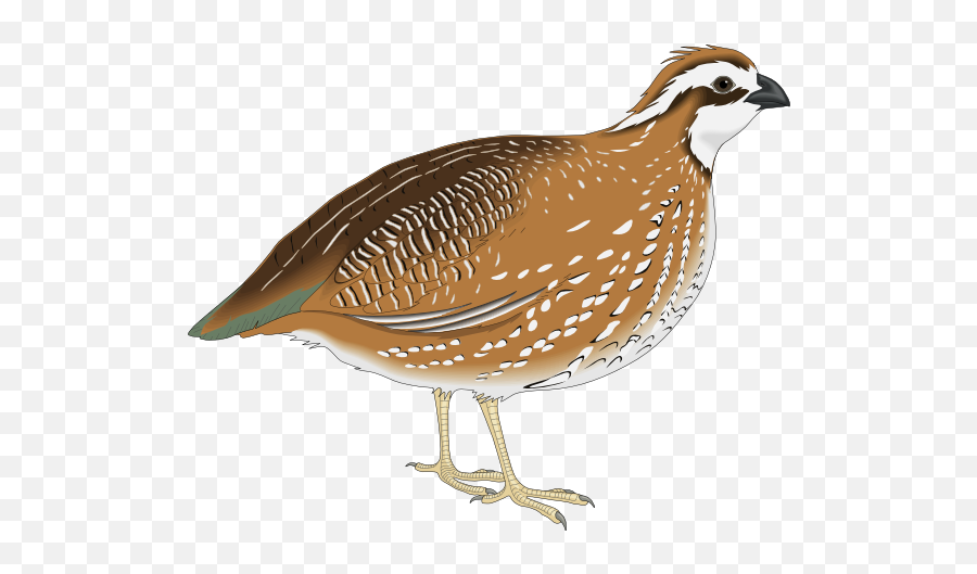 Quail Cliparts Download Free Clip Art - Quail Clipart Emoji,Quail Emoji